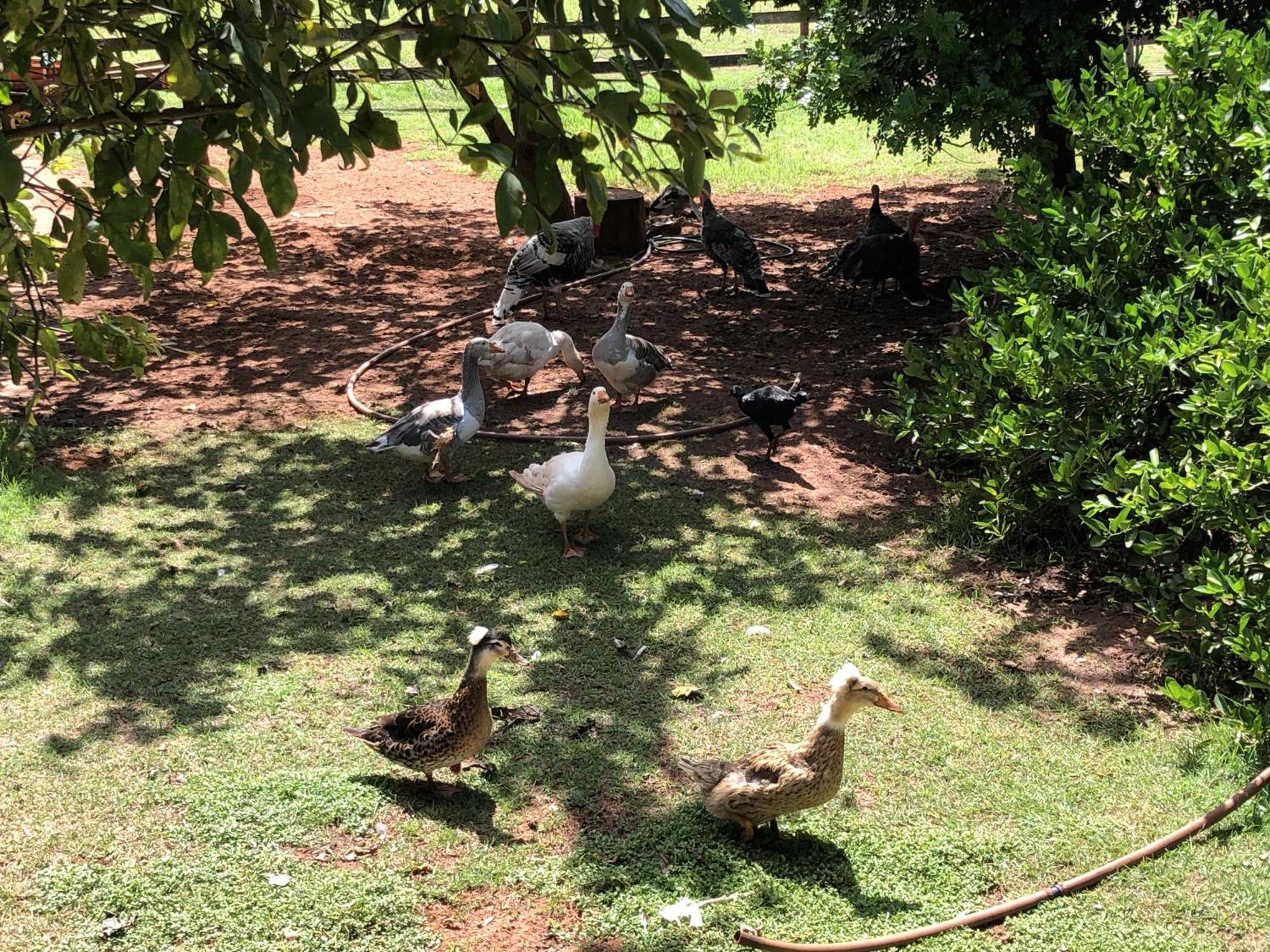 Hotel Fazenda Recanto Do Sossego Vila Glória Esterno foto